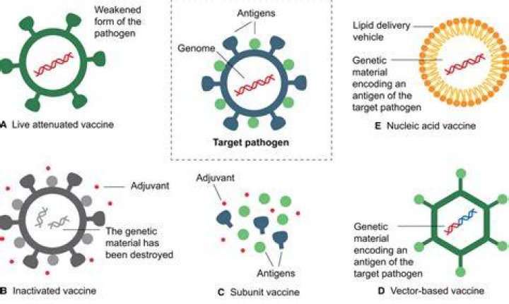 Are subunit vaccines inactivated?