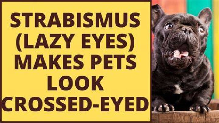 Can dogs have strabismus?