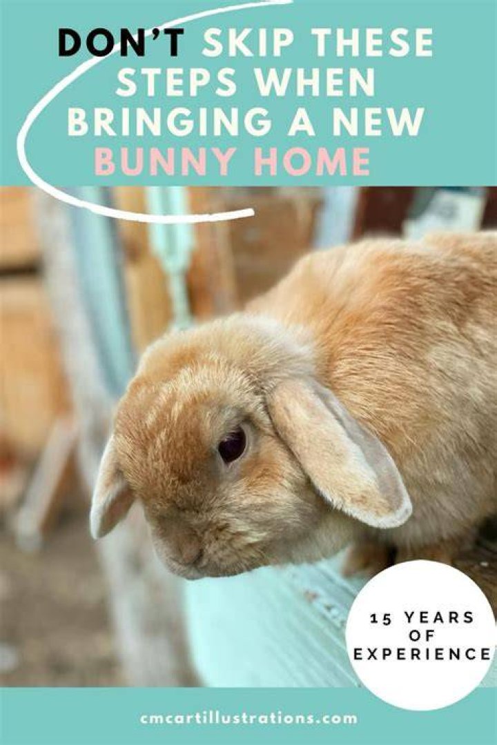 Could you take bunnies a bath?