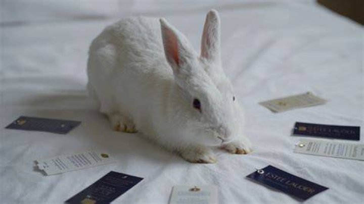 Does estee lauder test on animals?