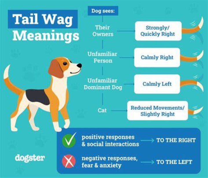 How a dog wags its tail?