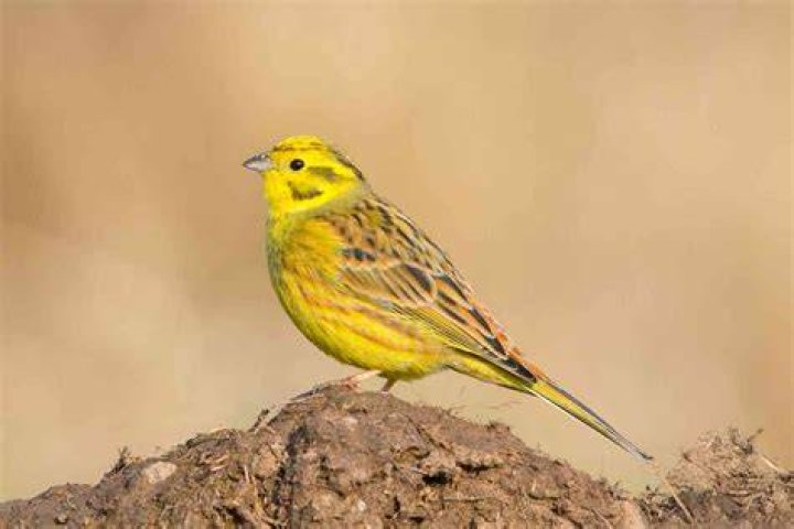 How common are yellowhammers?