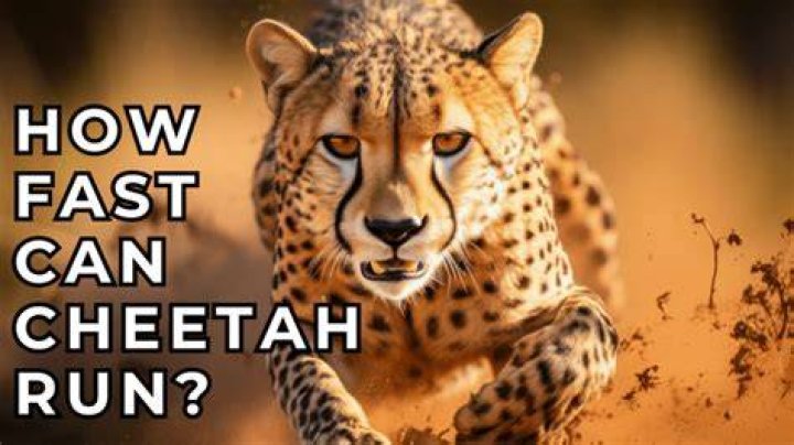 How fast can Cheetah cubs run?