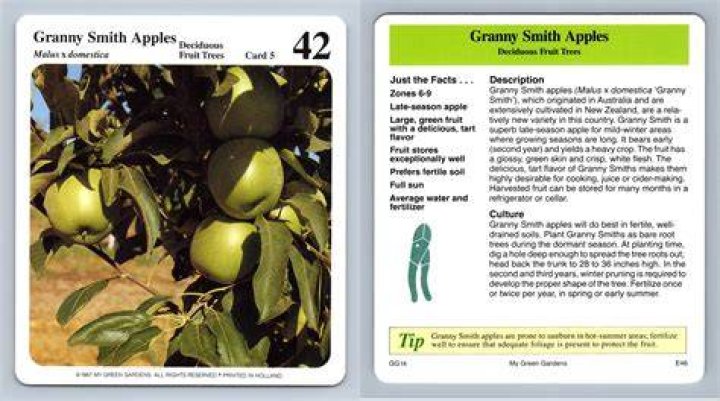 How wide do Granny Smith apple trees get?