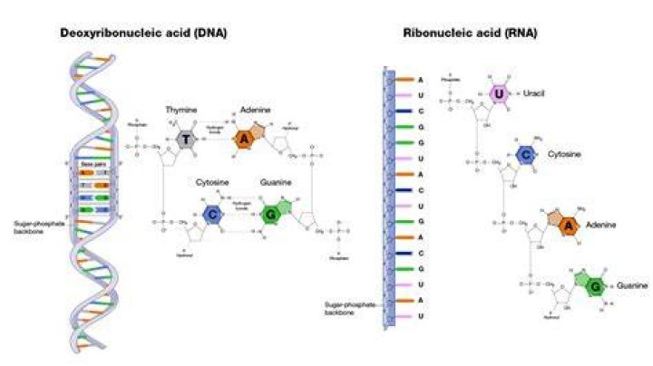 In a ribonucleic acid?