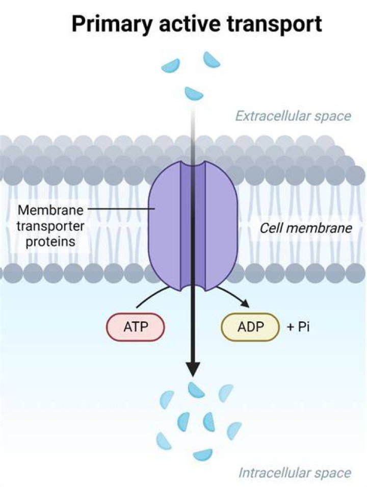 In primary active transport?