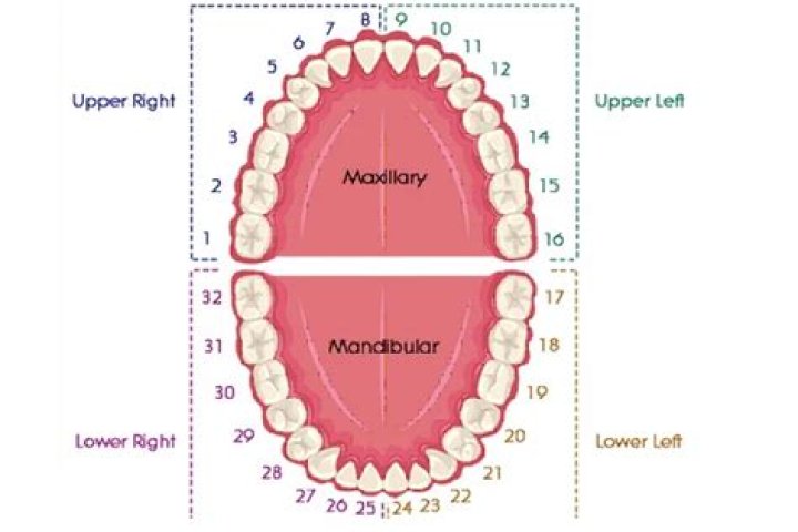 Is tooth number 13 a premolar?