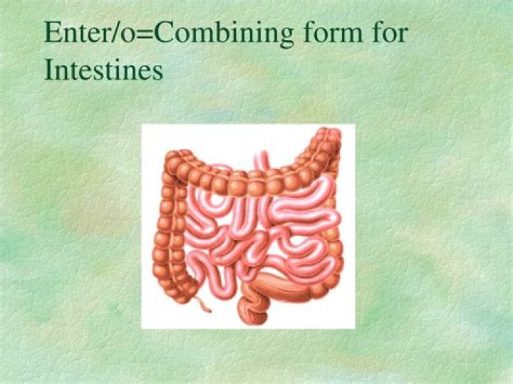 What combining form means large intestine?