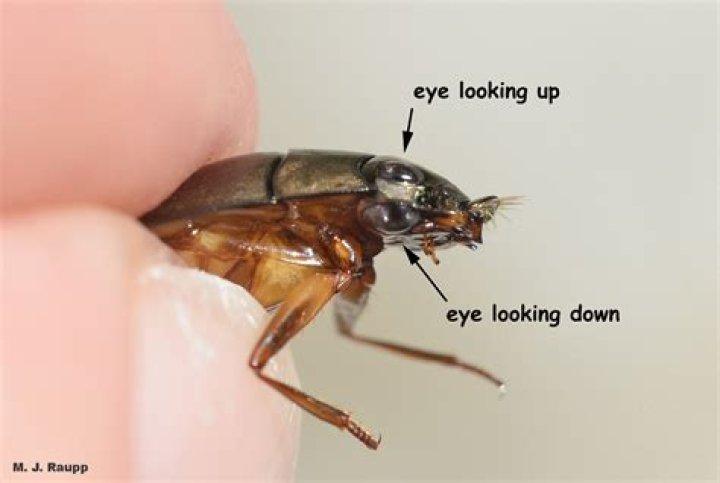 What do gyrinidae feed on?