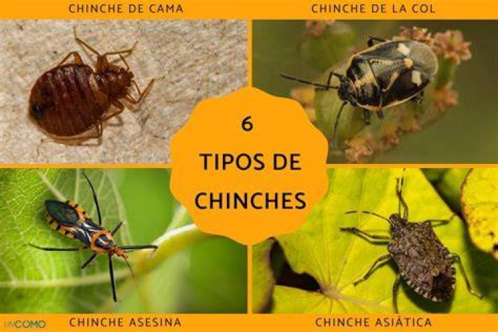 What is a chincha?