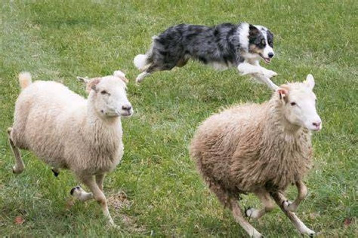 When do sheepdogs stop growing?