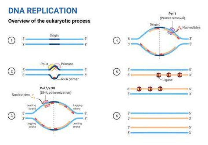 When replication of dna occurs?