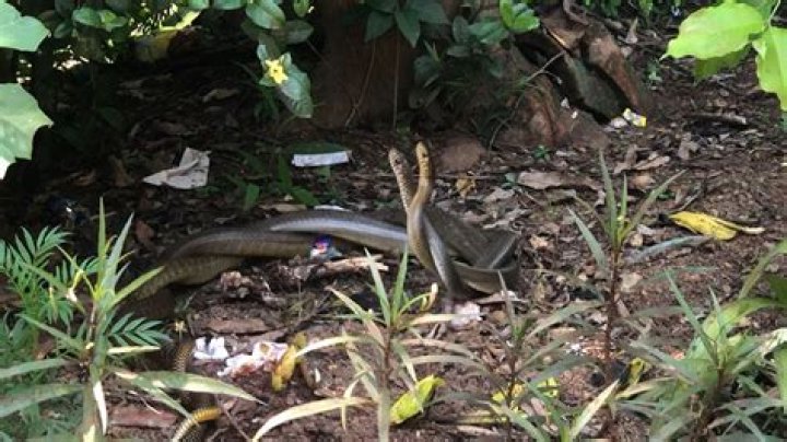 Why do snakes wrapped around each other?